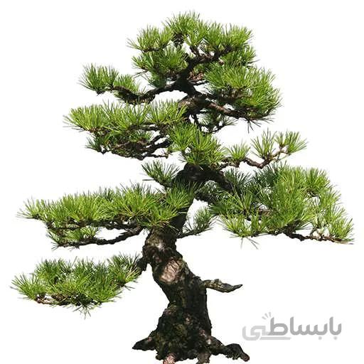 بذر درخت بونسای کاج ژاپنی