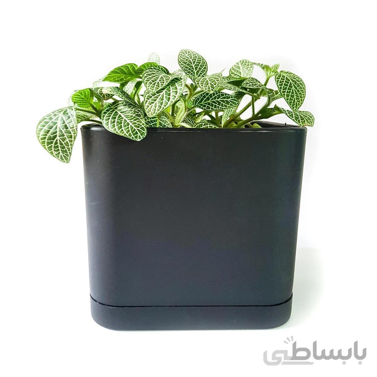 گیاه فیتونیا به همراه گلدان میکا مکعب | سایز متوسط