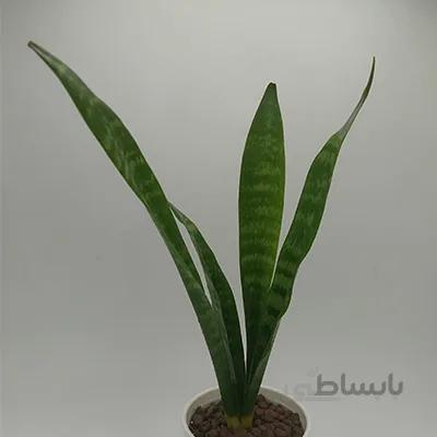 سانسوریا شمشیری بسیار خاص