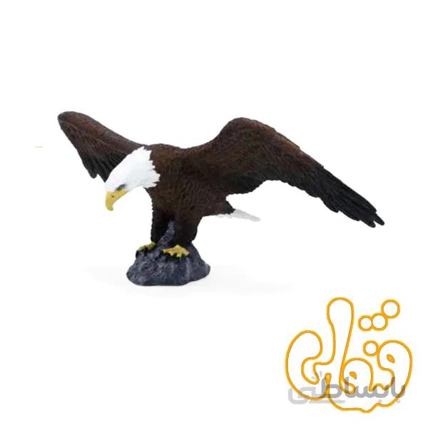 عقاب طاس آمریکایی American Bald Eagle 387027