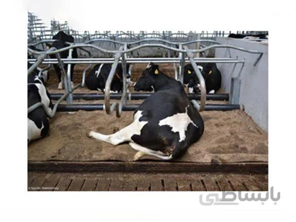 فری استال دامداری