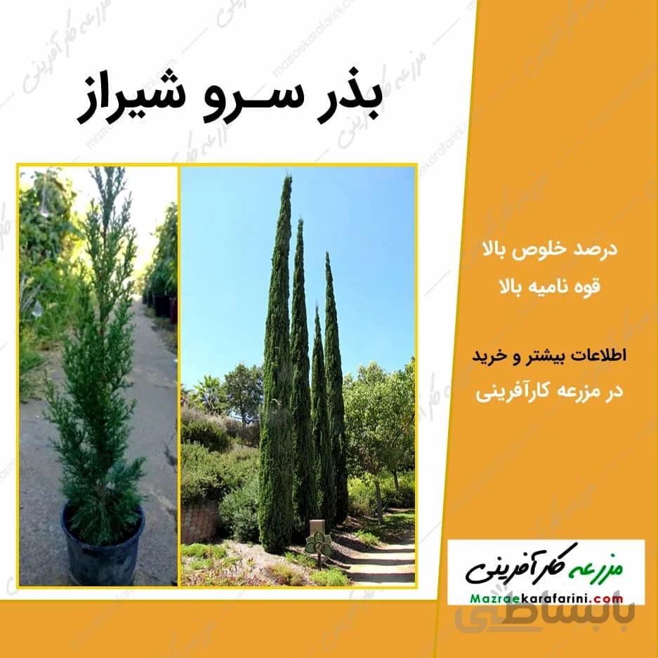 بذر سرو شیراز