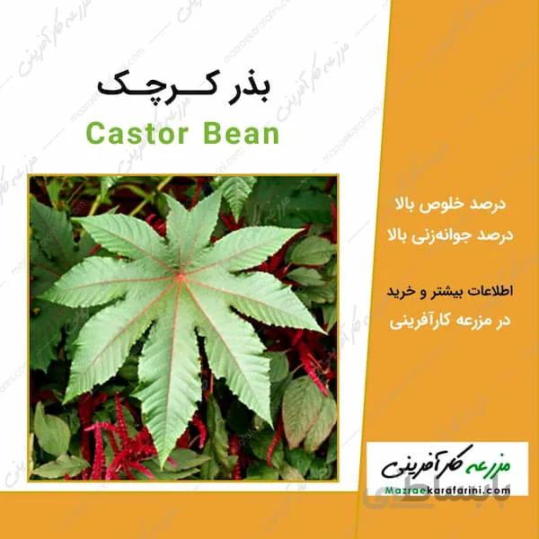 بذر کرچک Castor Bean