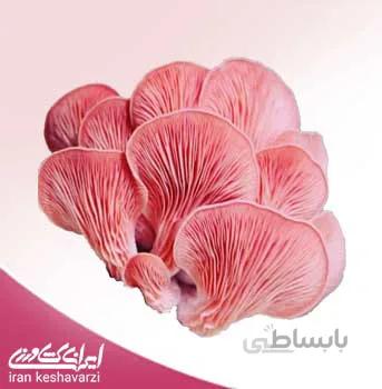 بذر قارچ صدفی صورتی Pleurotus salmoneostramineus