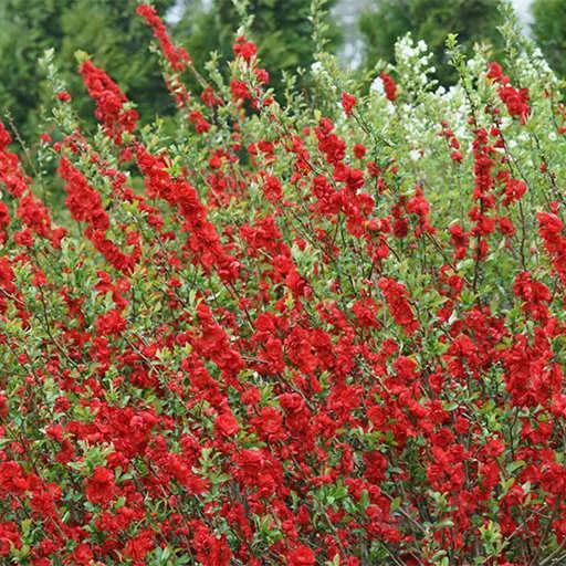 بذر درختچه به ژاپنی