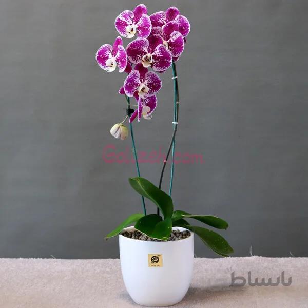 ارکیده بنفش چیتی