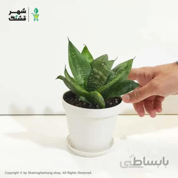 سانسوریا پاکوتاه سبز