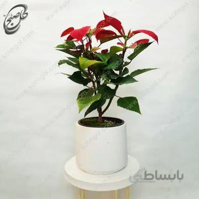 سفارش گل آنلاین – بنت قنسول طرح B-021