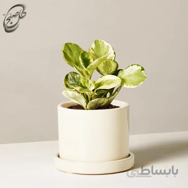 سفارش گل آنلاین – گل قاشقی -پپرومیا ابلق کوچک طرح P-011