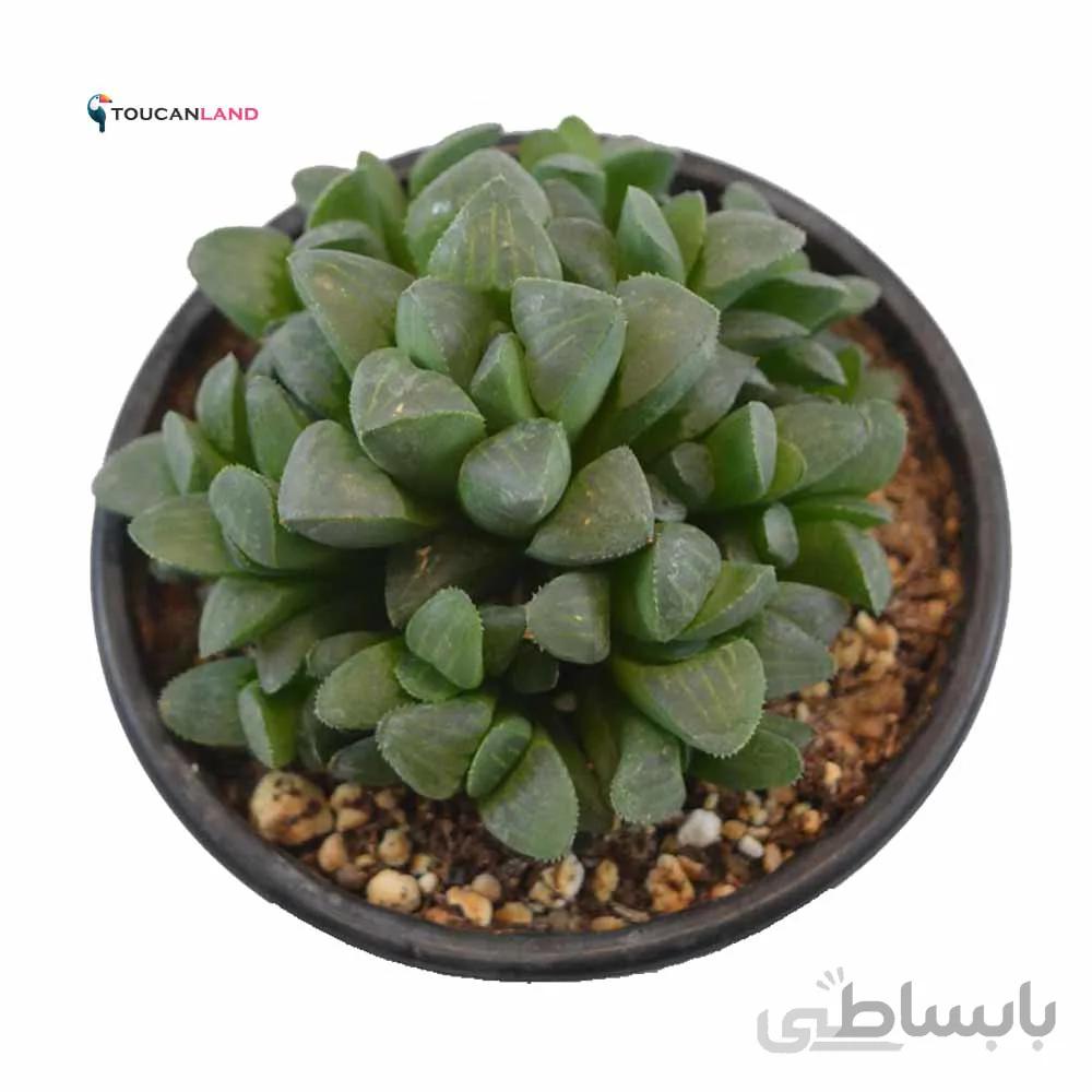 هاورتیا موتیکا