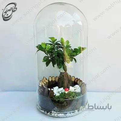 تراریوم بونسای جینسینگ طرح TB-073