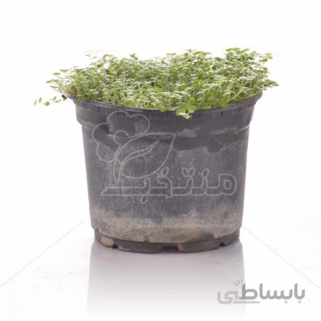 چمن عروس