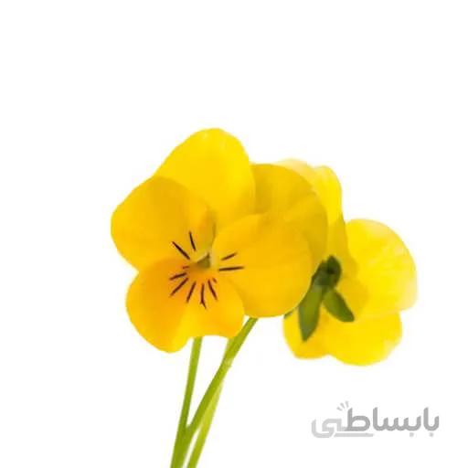 بذر گل بنفشه فسفری