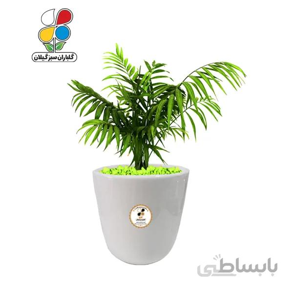 گیاه طبیعی شامادورا متوسط مدل GN13-22M