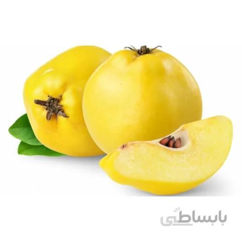نهال به ریشه پُر (یک ساله)