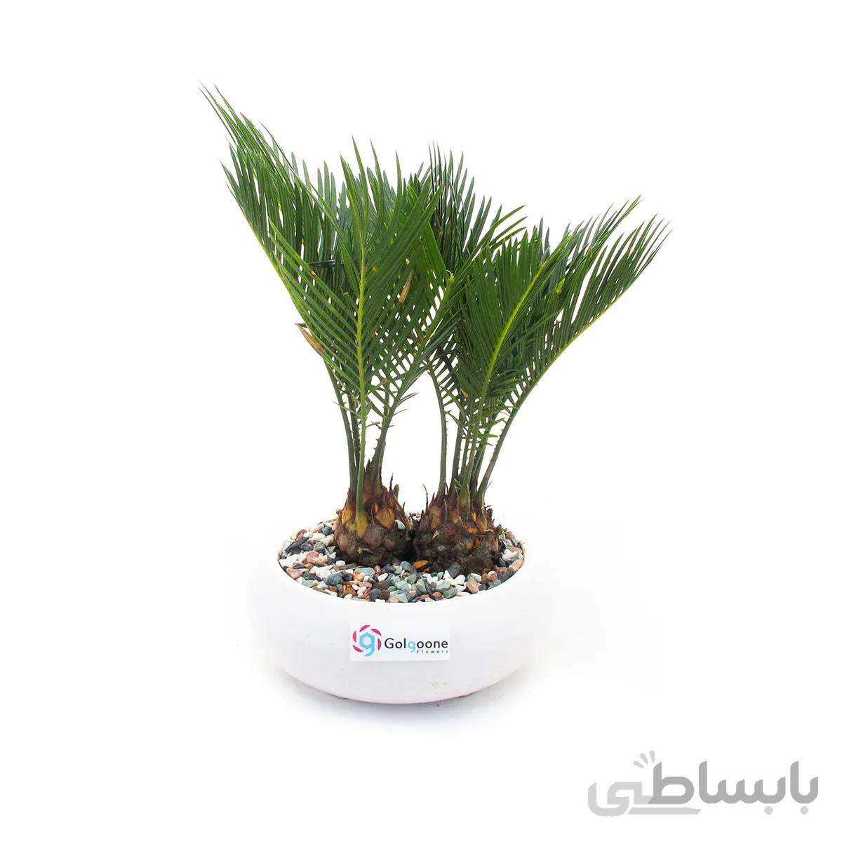 بونسای سیکاس مینیاتور