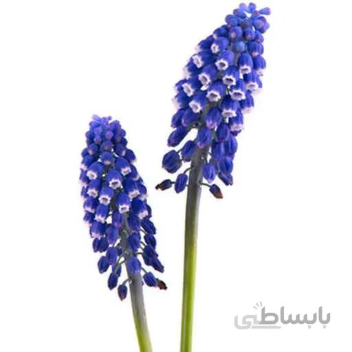 بذر گل موسکاری بنفش