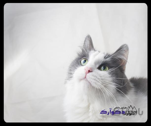 پوسترحیوانات006