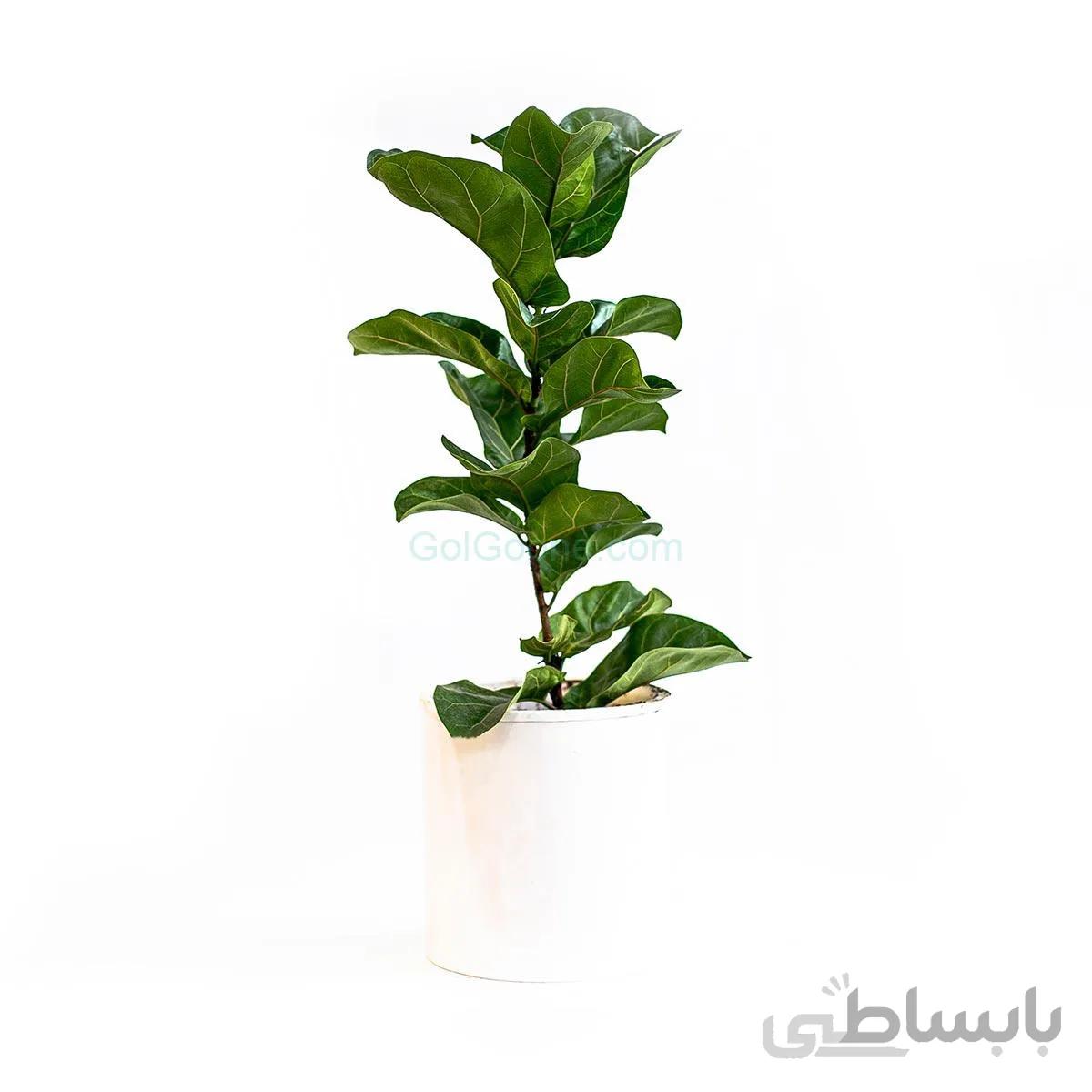 گیاه فیکوس لیراتا | سایز متوسط