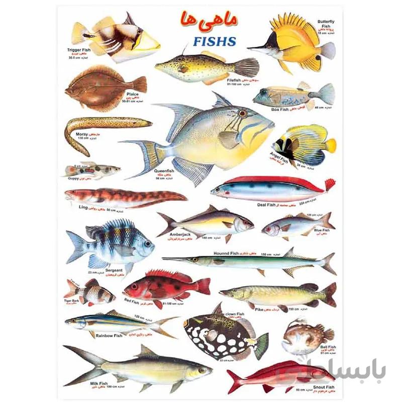 برچسب آموزشی ماهی ها