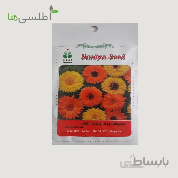 بذر همیشه بهار
