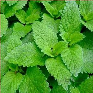 بذر بادرنجبویه کد 880032