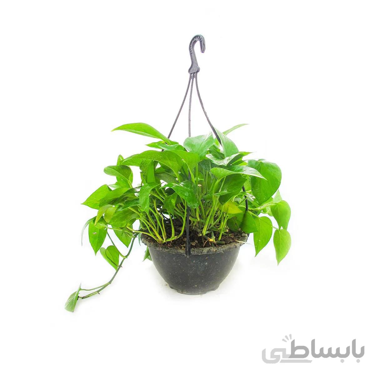 گیاه پوتوس