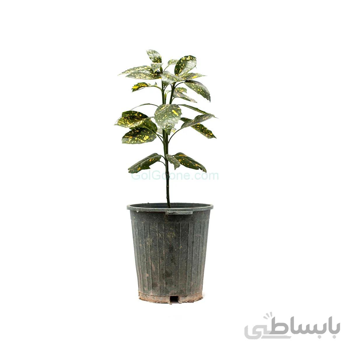 گیاه آکوبا | سایز متوسط