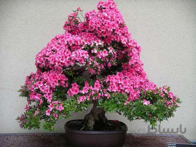 بذر بونسای ارغوان