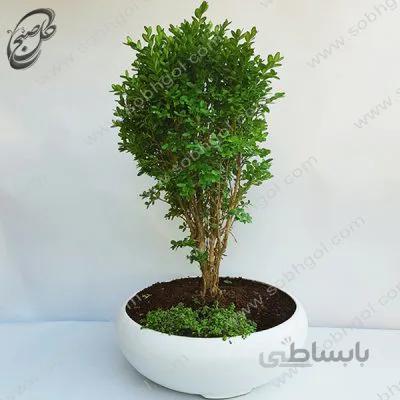 بونسای شمشاد کانادایی طرح B-024