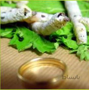 پروژه طرح توجیهی کرم ابریشم
