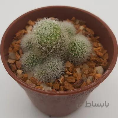 ریبوتیا بچه زا بسیار خاص و زیبا