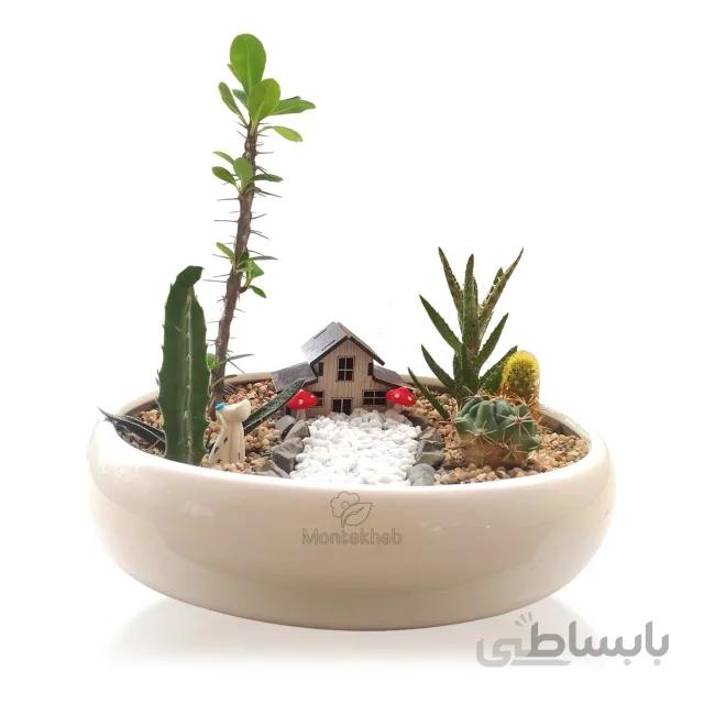 مجموعه کاکتوس در گلدان بونسای سفید ساده ارتفاع 22 سانتیمتر