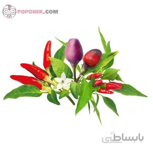 بذر فلفل میکس