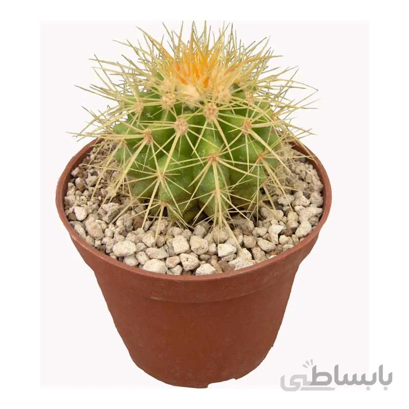 بذر اچینوکاکتوس