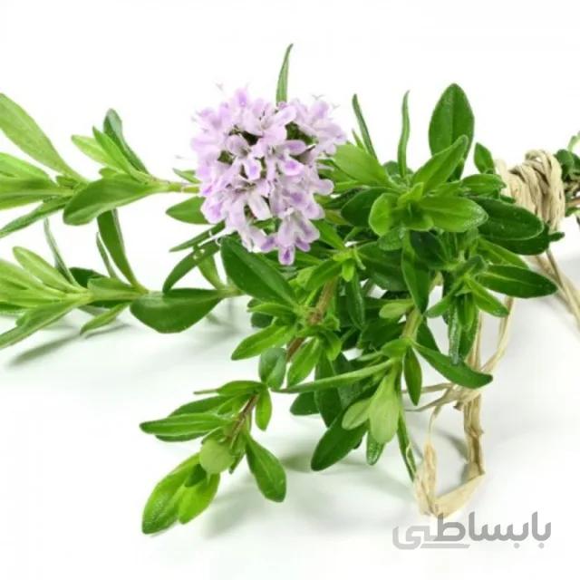 بذر آویشن (دنایی) بسته ۱ گرمی