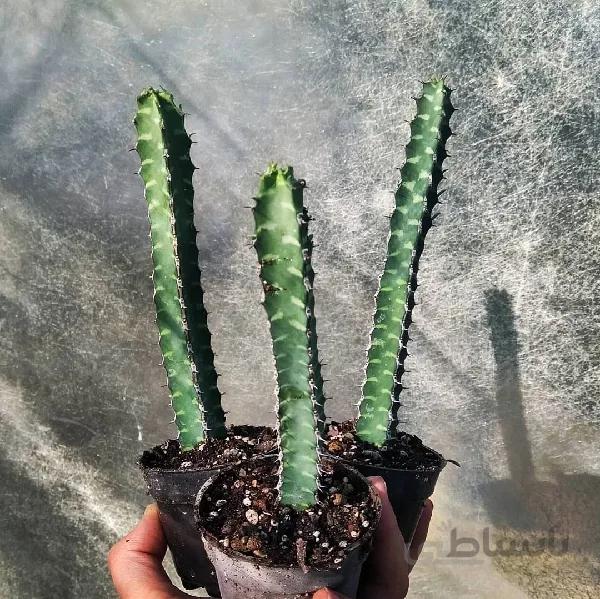 افوربیا بورانسیس