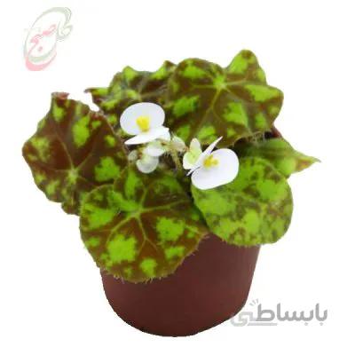 خرید گل آنلاین – بگونیا ببری یا خال دار