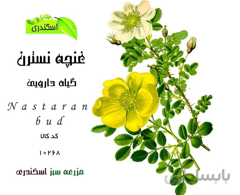 غنچه نسترن