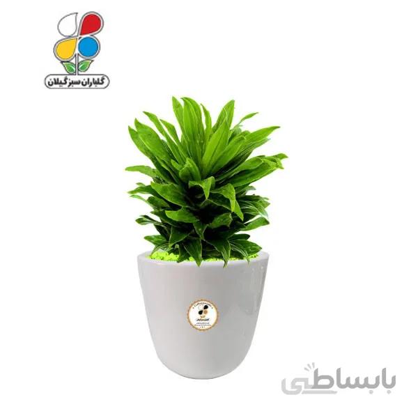 گیاه طبیعی دراسنا کامپکت بزرگ مدل GN12-17L