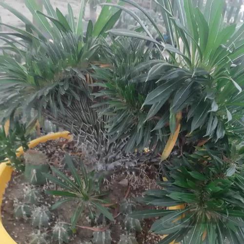 کاکتوس بزرگ ماداگاسکار دفرمه