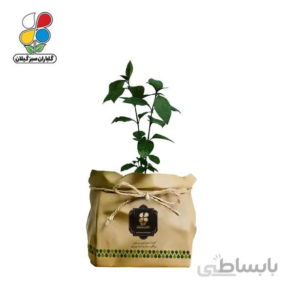 گیاه طبیعی برگ قهوه (پسودا) گلباران
