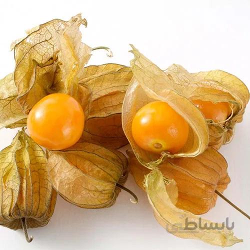بذر فیسالیس پروویانا