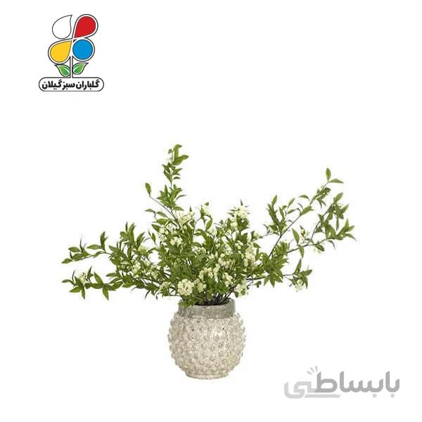 بذر گل عروس بسته بندی بزرگ مدل GPSF7L