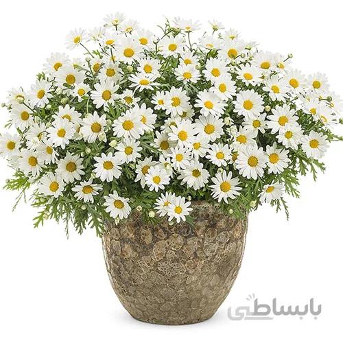بذر گل مارگریت