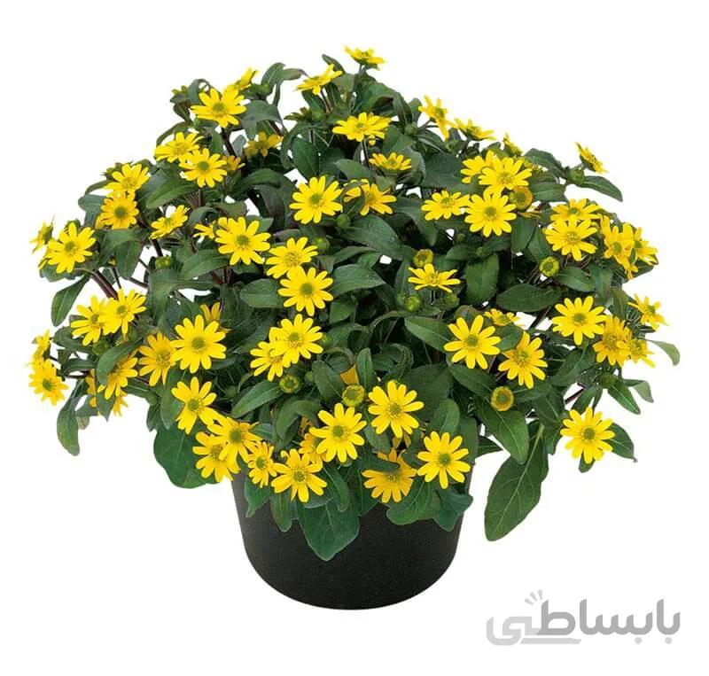 بذر گل آهار مینیاتوری مکزیکی پاکوتاه بسته 50 عددی
