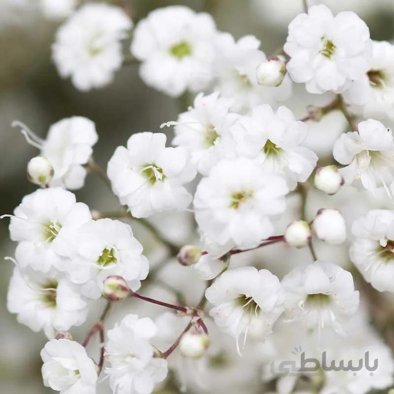 بذر گل گچ دوست