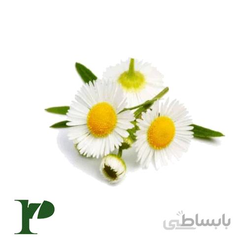 بابونه بسته‌ی 50 گرمی