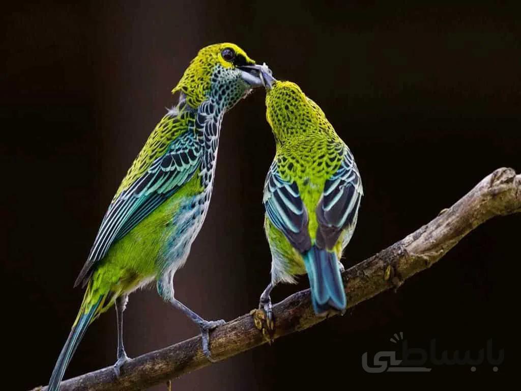 دانلود آشنایی با گونه پرندگان ایران ( در 2 فایل word)