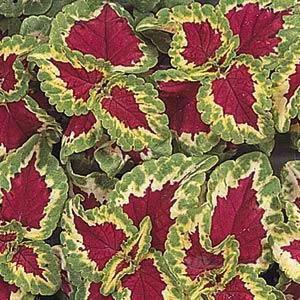 بذر حسن یوسف رز